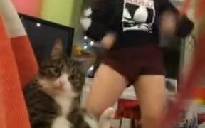 The Cat Wins This One - Animals - VIDEOTIME.COM