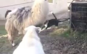 A Dog Riding A Lama - Animals - VIDEOTIME.COM