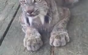 Mountain Cat's Cute Meowing