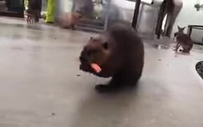 Beaver Walking On Two Legs Carrying A Load - Animals - VIDEOTIME.COM