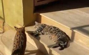 Cats Hate Interruption During Sunbathing Time