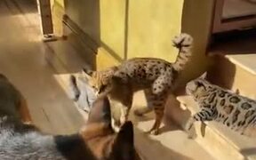 Cats Hate Interruption During Sunbathing Time - Animals - VIDEOTIME.COM