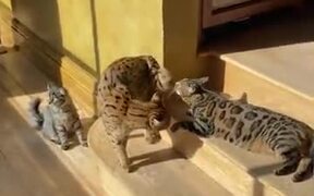 Cats Hate Interruption During Sunbathing Time