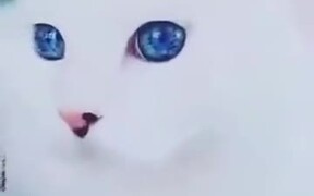 Kitty With Galaxy In Her Eyes