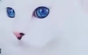 Kitty With Galaxy In Her Eyes - Animals - VIDEOTIME.COM