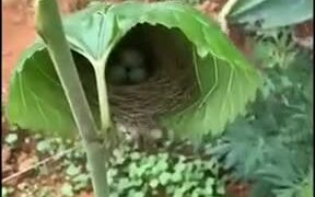 Tiny Bird Nest With Eggs - Fun - VIDEOTIME.COM