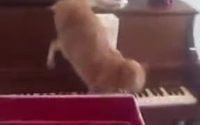 Startled Cat Playing Piano