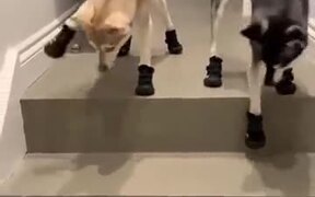 Dogs With Special Running Shoes
