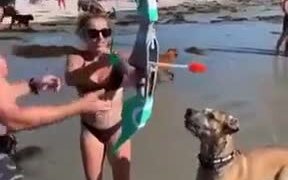 Foolish Dog Running In The Sea - Animals - VIDEOTIME.COM
