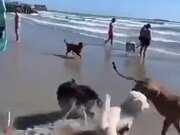 Foolish Dog Running In The Sea