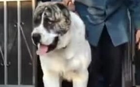 Dog Big Enough To Be Ridden - Animals - VIDEOTIME.COM