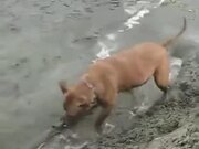 Dog Discovered A Giant Stick