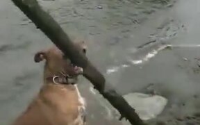 Dog Discovered A Giant Stick