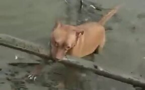 Dog Discovered A Giant Stick - Animals - VIDEOTIME.COM