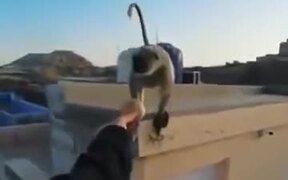 Worst Way To Make A Monkey Angry