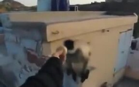 Worst Way To Make A Monkey Angry