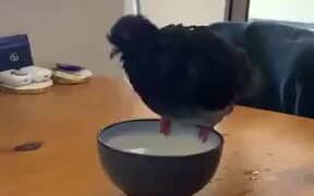 A Very Clumsy Pigeon