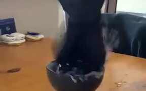 A Very Clumsy Pigeon - Animals - VIDEOTIME.COM
