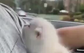 Cutest Kitten Snuggling In A Car - Animals - VIDEOTIME.COM