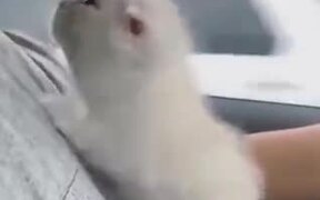 Cutest Kitten Snuggling In A Car - Animals - VIDEOTIME.COM