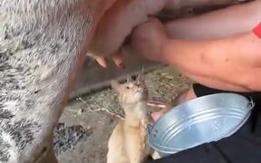 Cat Can’t Have Enough Of The Fresh Milk - Animals - VIDEOTIME.COM