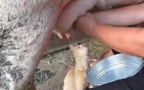 Cat Can’t Have Enough Of The Fresh Milk