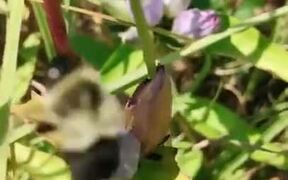A Bee De-Flowering - Fun - VIDEOTIME.COM