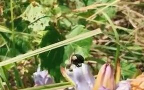 A Bee De-Flowering
