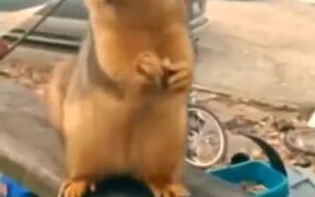 Squirrel Rapping Fast