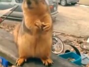 Squirrel Rapping Fast