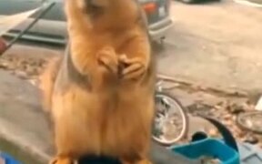 Squirrel Rapping Fast - Animals - VIDEOTIME.COM