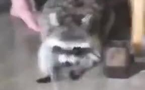 Pet Raccoon Playing With Water