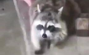 Pet Raccoon Playing With Water - Animals - VIDEOTIME.COM