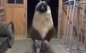 Most Fabulous Looking Llama - Animals - VIDEOTIME.COM