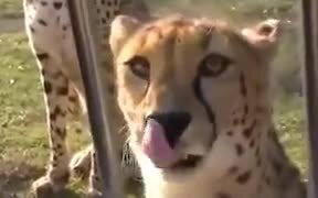 A Cheetah Roaring Meow