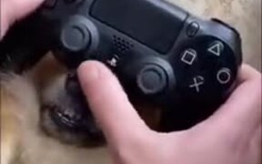 How To Play With Your Dog And PlayStation - Animals - VIDEOTIME.COM