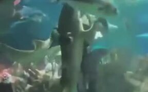 Crazy Diver Dancing With The Shark