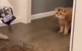 Cat Scared By Extra Food
