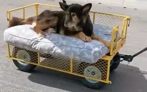 Old Dog Enjoying Luxury - Animals - VIDEOTIME.COM