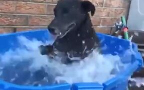 The Way This Dog Enjoys A Bath!