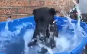 The Way This Dog Enjoys A Bath! - Animals - VIDEOTIME.COM