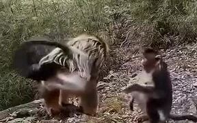 Monkeys Hugging And Expressing Emotion - Animals - VIDEOTIME.COM