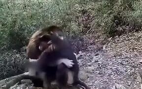 Monkeys Hugging And Expressing Emotion