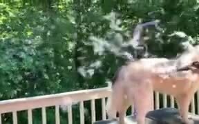 Husky Shedding Fur - Animals - VIDEOTIME.COM