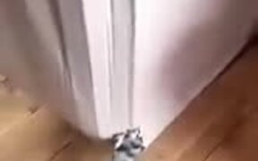 Cat Inside The Box - Animals - VIDEOTIME.COM