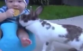 Rabbit Stole A Biscuit From A Baby