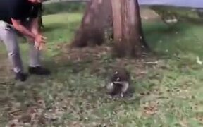 When A Raccoon Acts Like A Dog - Animals - VIDEOTIME.COM