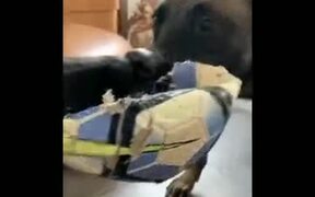 Two Dogs Playing Tug Of War