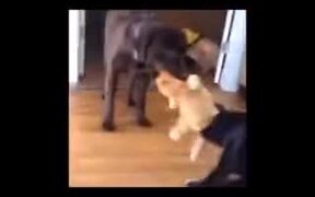 Dogs Playing Tug Of War With A Stuffed Cat