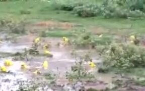 Have You Seen Yellow Frogs? - Animals - VIDEOTIME.COM